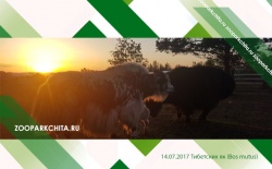 � ������������ ������� ����������� ������ ���