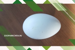 ������ ���� �� 6 ��� (Bucorvus abyssinicus)