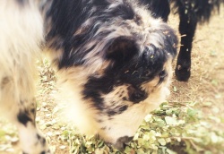 ��������� ���� �� Bos grunniens � �������� 