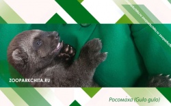 � ������� ��������� ����� �������� 