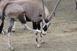 ������� ���� ������� ����� � �������� ���������� ��������.