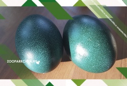 � ����� ������ ������� ��� ������ ����� ����