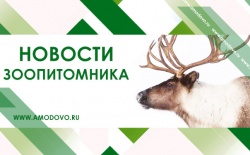 ����� �������� ������ �������� � �����������