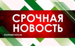 � �������� ����������� ����������� (���������)