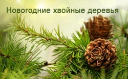 ���� ���������� ������� �������� 